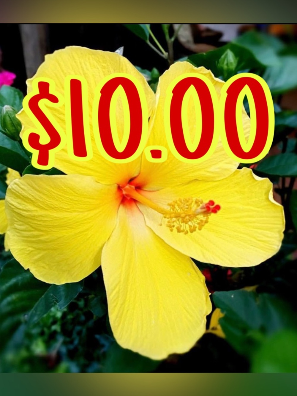 Special listing for wonderful buyers!!🩵